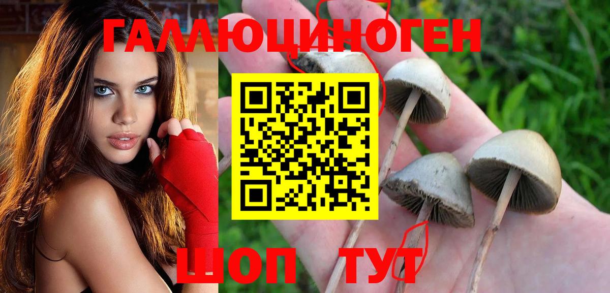 Галлюциногенные грибы GOLDEN TEACHER  Вход с VPN  Галлюциногенные грибы Psilocybe  Ахтубинск 
